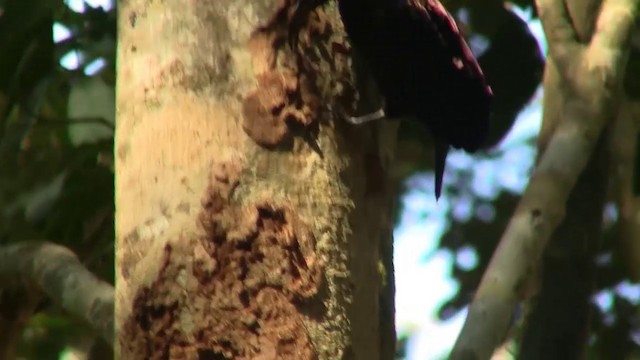 Paradise Riflebird - ML200888941