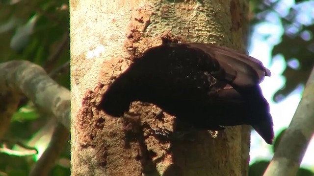 Schildparadiesvogel - ML200888951