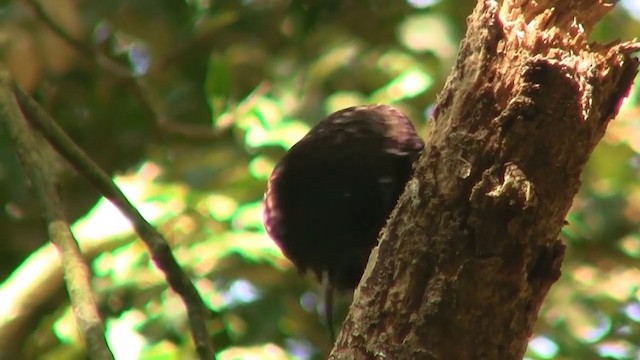 Schildparadiesvogel - ML200888961