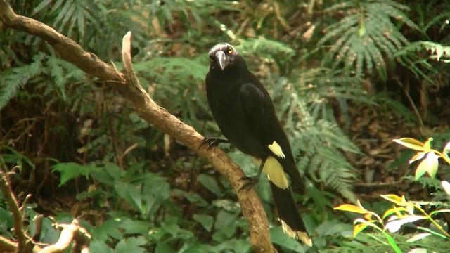 Pied Currawong - ML200888971