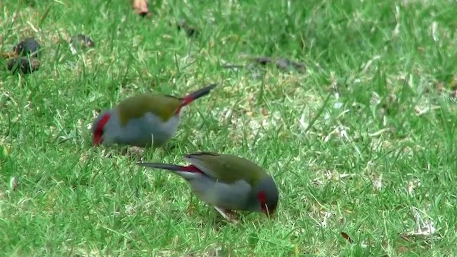 Red-browed Firetail - ML200889011