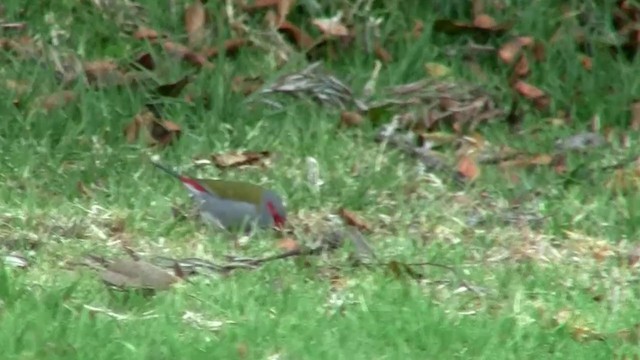 Red-browed Firetail - ML200889051