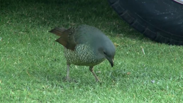 Satin Bowerbird - ML200889111