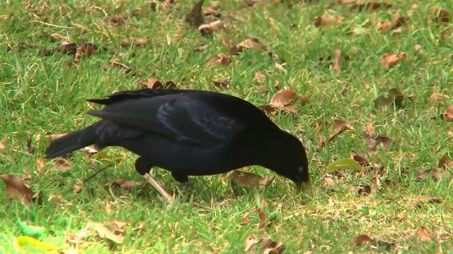 Satin Bowerbird - ML200889121