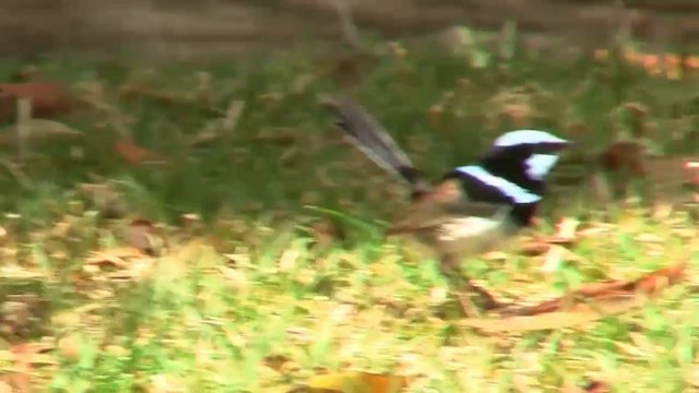 Superb Fairywren - ML200889131