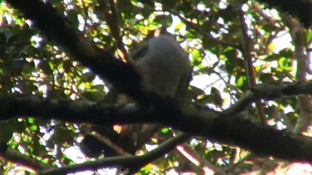 Topknot Pigeon - ML200889141