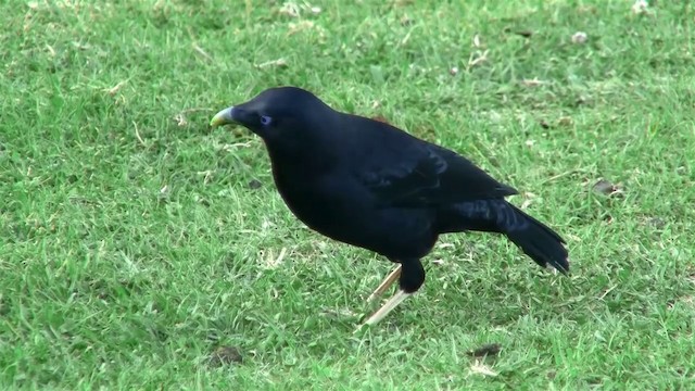 Satin Bowerbird - ML200889181