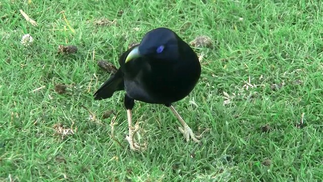 Satin Bowerbird - ML200889191