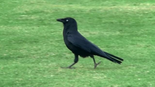 Torresian Crow - ML200889211