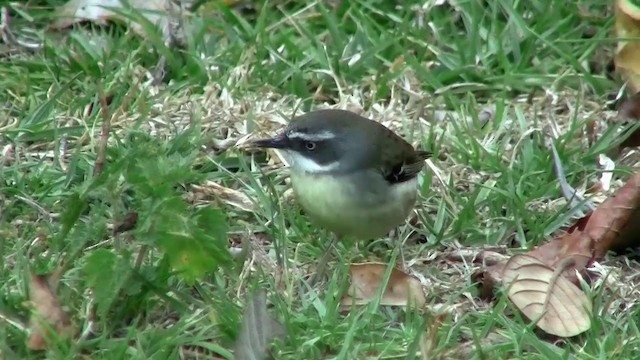 White-browed Scrubwren (Buff-breasted) - ML200889231