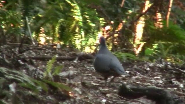 Wonga Pigeon - ML200889241