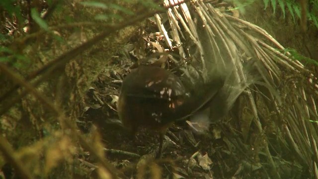 Albert's Lyrebird - ML200889261