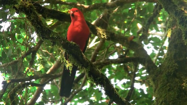 Australian King-Parrot - ML200889301