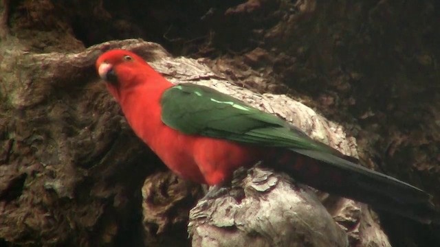 Australian King-Parrot - ML200889311