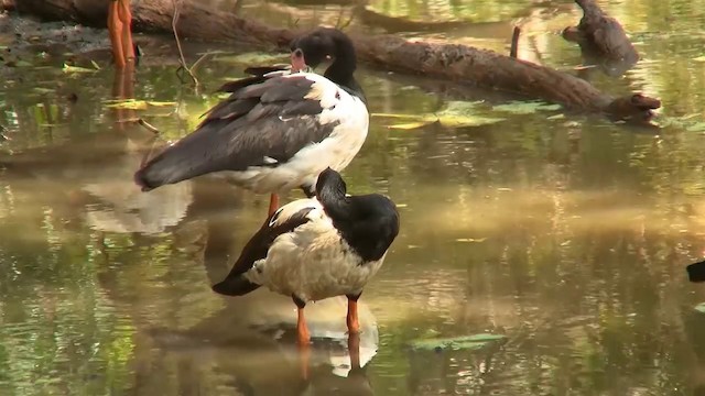 Magpie Goose - ML200889331