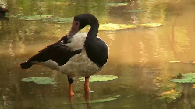 Magpie Goose - ML200889341