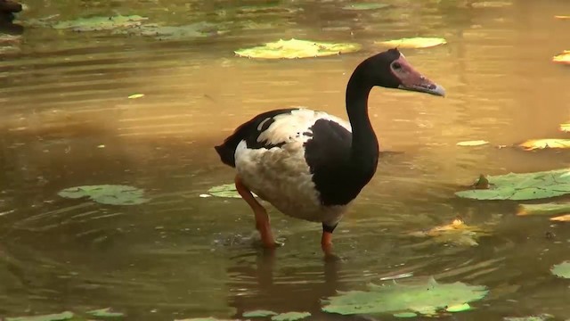 Magpie Goose - ML200889351