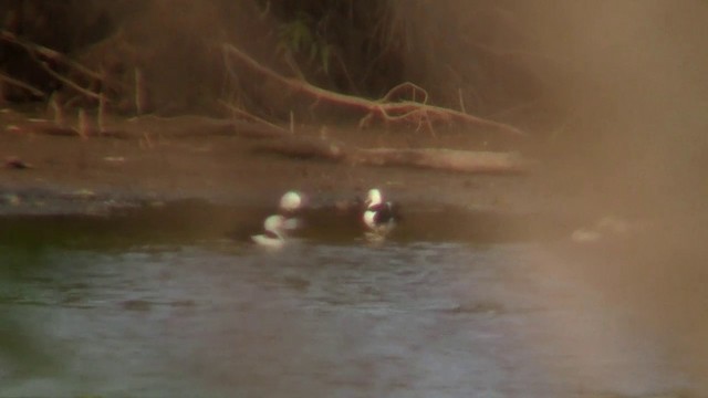 Radjah Shelduck - ML200889361