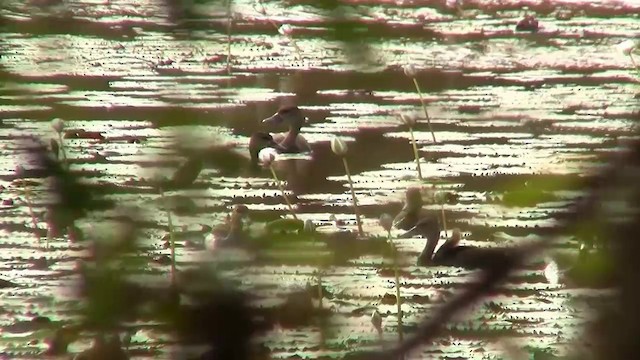 Spotted Whistling-Duck - ML200889371