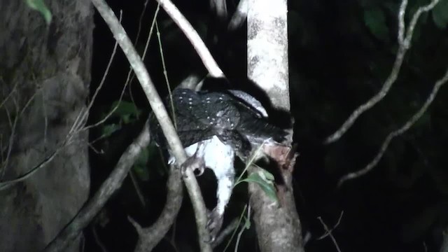 Sooty Owl (Lesser) - ML200889391