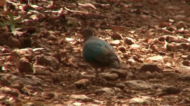 Pacific Emerald Dove - ML200889401