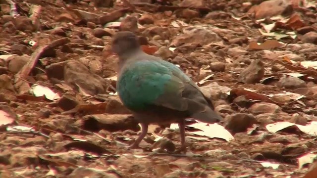 Pacific Emerald Dove - ML200889411