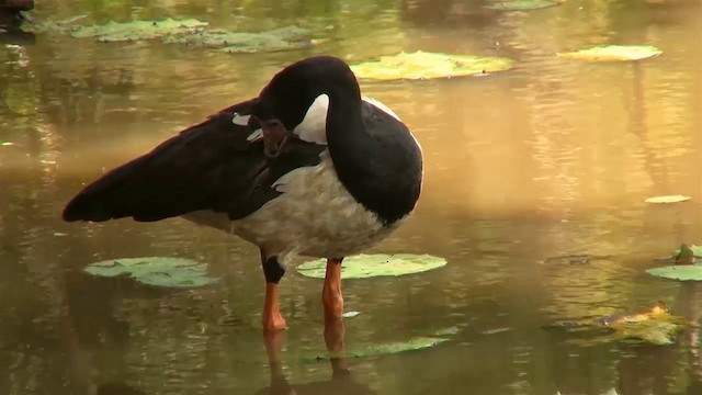 Magpie Goose - ML200889421