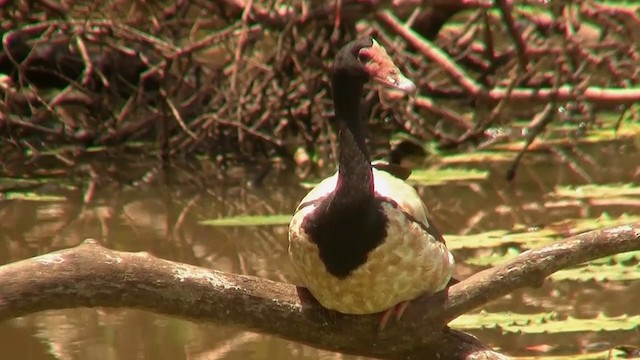 Magpie Goose - ML200889431