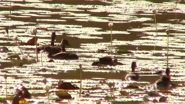 Spotted Whistling-Duck - ML200889441