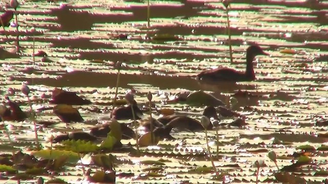Spotted Whistling-Duck - ML200889451