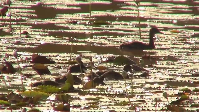 Spotted Whistling-Duck - ML200889451