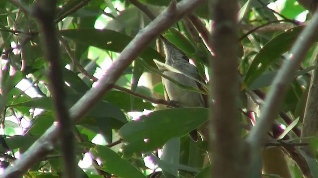 White-streaked Honeyeater - ML200889491