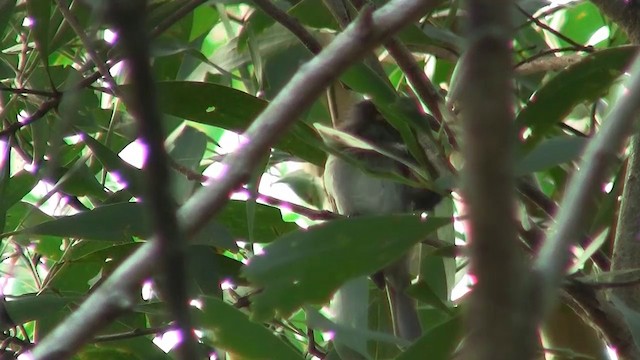 White-streaked Honeyeater - ML200889501