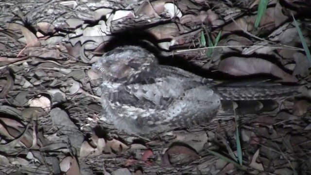 White-throated Nightjar - ML200889511