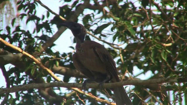 Helmeted Friarbird (Hornbill) - ML200889611