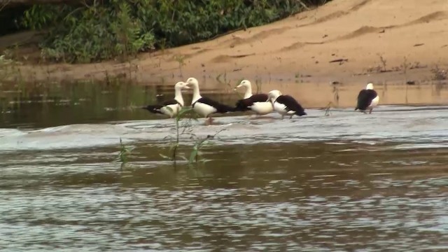 Radjah Shelduck - ML200889651