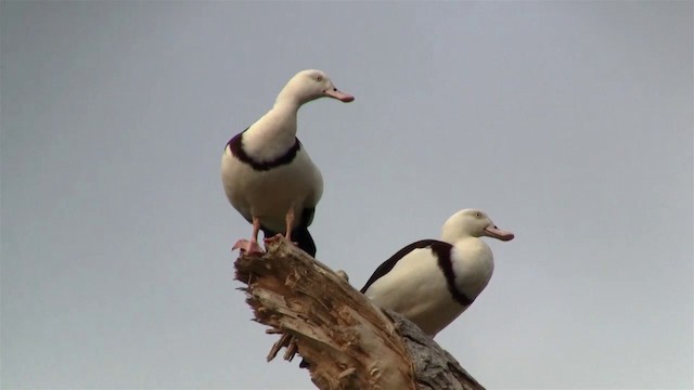 Radjah Shelduck - ML200889661