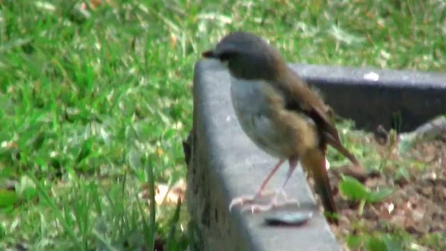 Gray-headed Robin - ML200889701