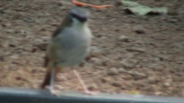 Gray-headed Robin - ML200889711