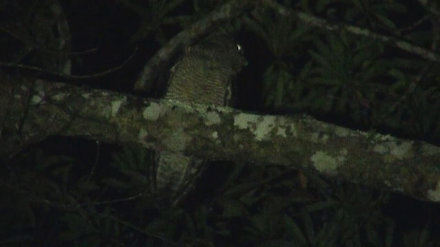 Rufous Owl - ML200889721