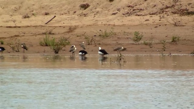 Tadorne radjah - ML200889751