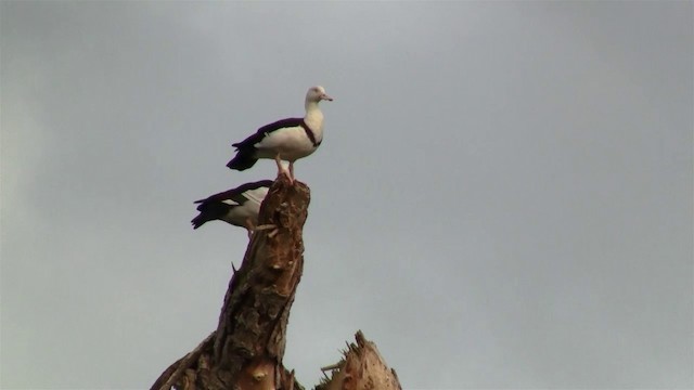 Radjah Shelduck - ML200889761