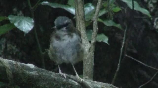 Gray-headed Robin - ML200889791