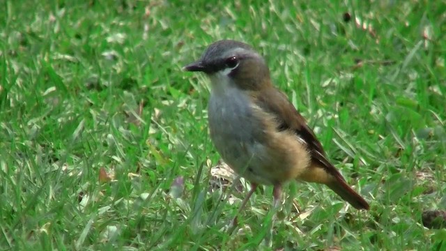 Gray-headed Robin - ML200889801