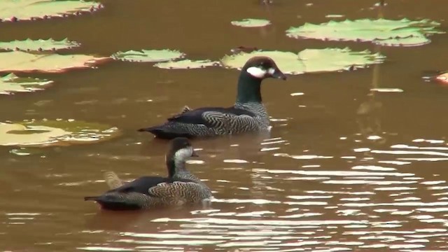 Green Pygmy-Goose - ML200889811