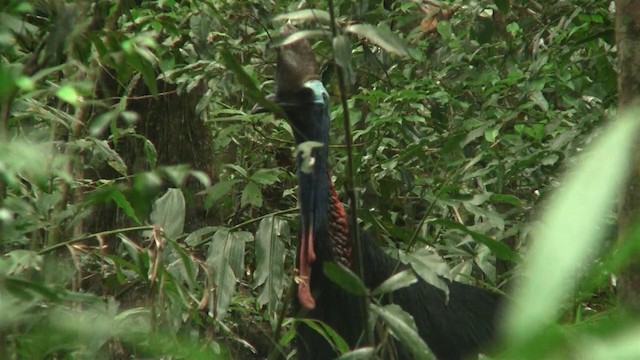 Southern Cassowary - ML200889821