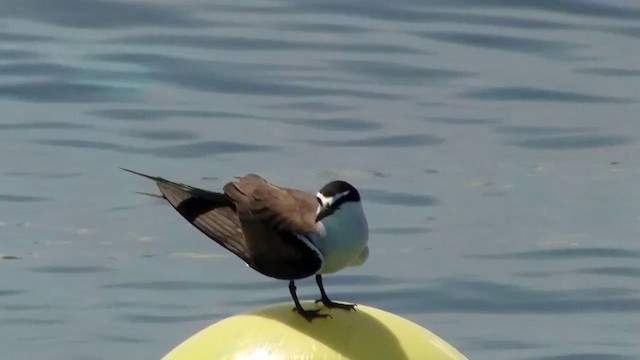 Bridled Tern - ML200889921