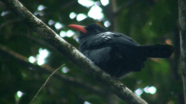 Black Nunbird - ML200890181
