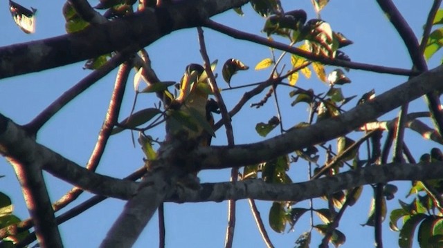 Black-headed Parrot - ML200890271