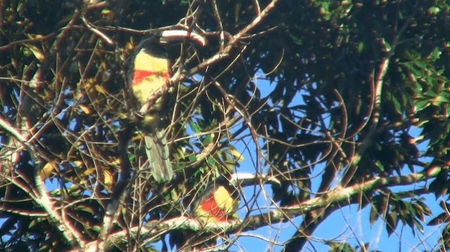 Black-necked Aracari - ML200890291